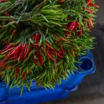 Cooking with Fresh Herbs from Your Garden