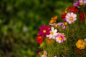 Wildflowers arranged in jars add natural beauty