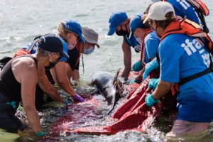 Animal Rights Lawsuits Making Headlines