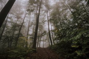Finding the World’s Most Enchanting Forests