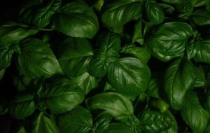 Cooking with Beans and Legumes for Protein